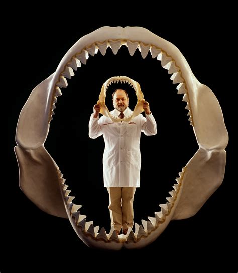 megalodon shark real photos|The Real Megalodon: Prehistoric Shark Behind Doc Uproar.